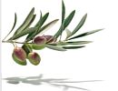 Tierras del olivo